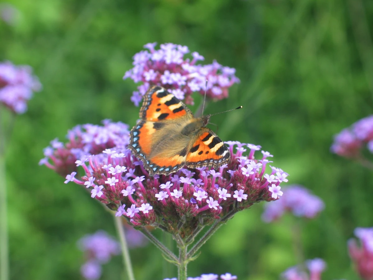 Nældens takvinge på kæmpeverbena
