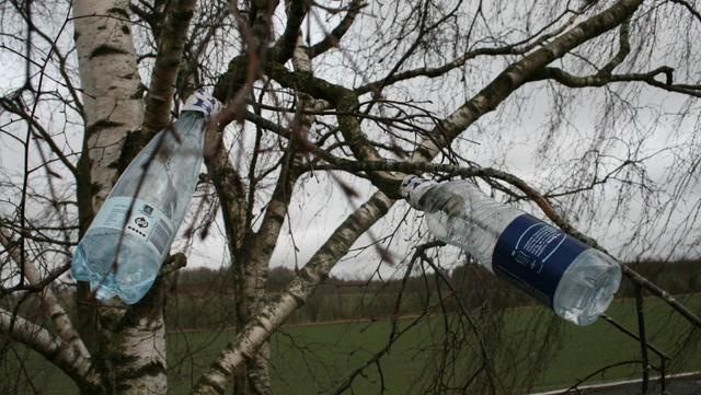 tapning af birkesaft