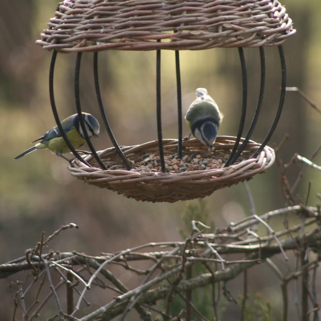 Blåmejser på foderbræt