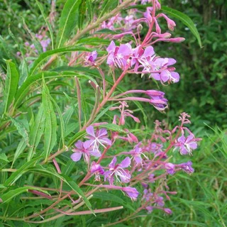 Planten gederams