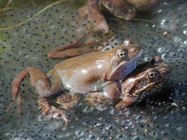 Frøer
