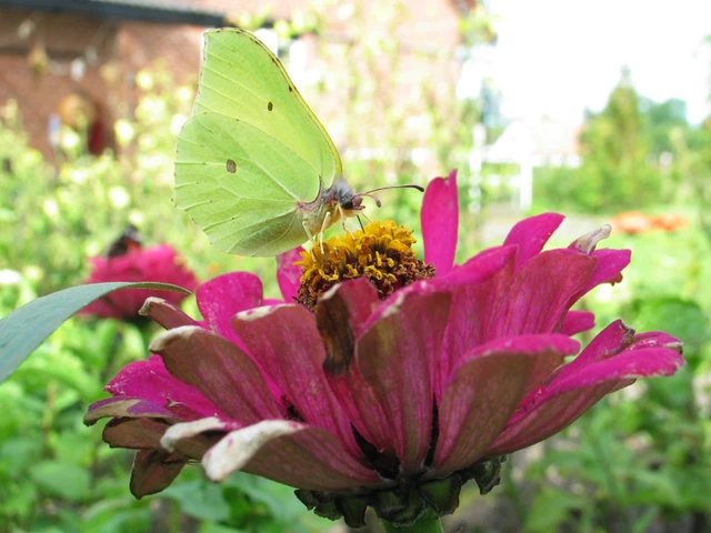 Citronsommerfugl