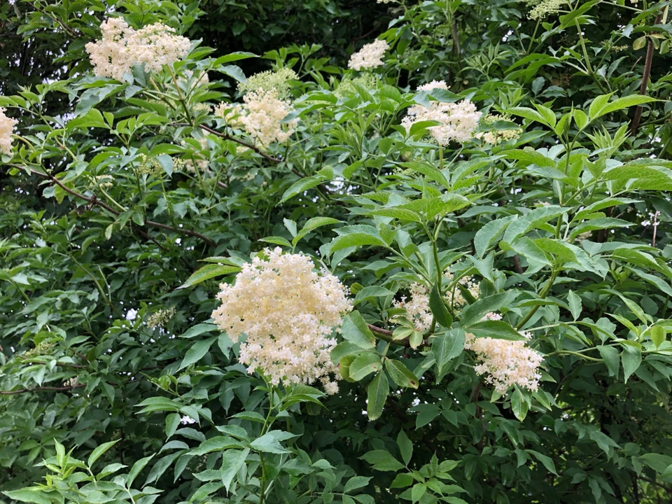Hyldeblomster