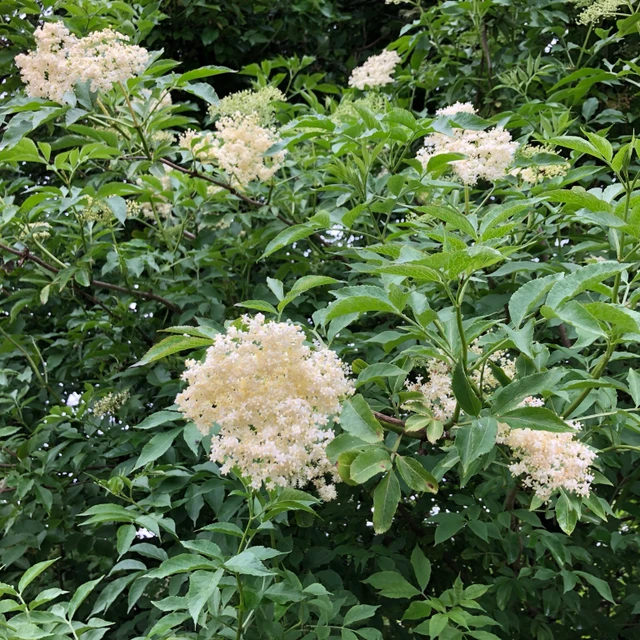 Hyldeblomster