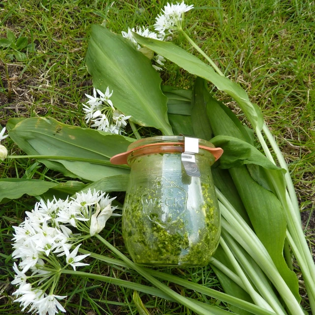 Ramsløgspesto i et lille glas