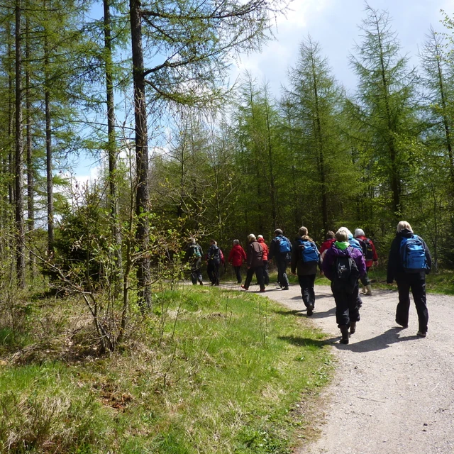 Mennesker på tur ad en skovvej