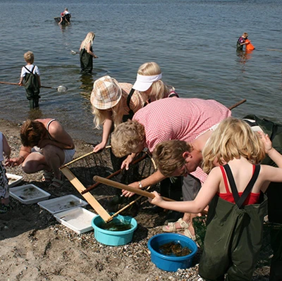 Mennesker ved stranden studerer krabber i spande