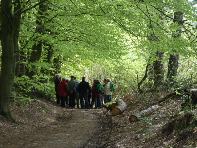 Billede af mennesker i en bøgeskov