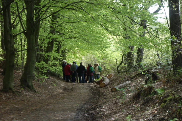 Billede af mennesker i en bøgeskov