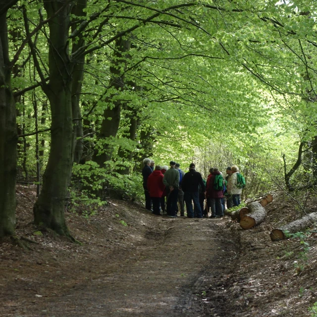 Billede af mennesker på tur i skoven