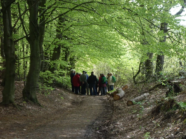 Billede af mennesker på tur i skoven