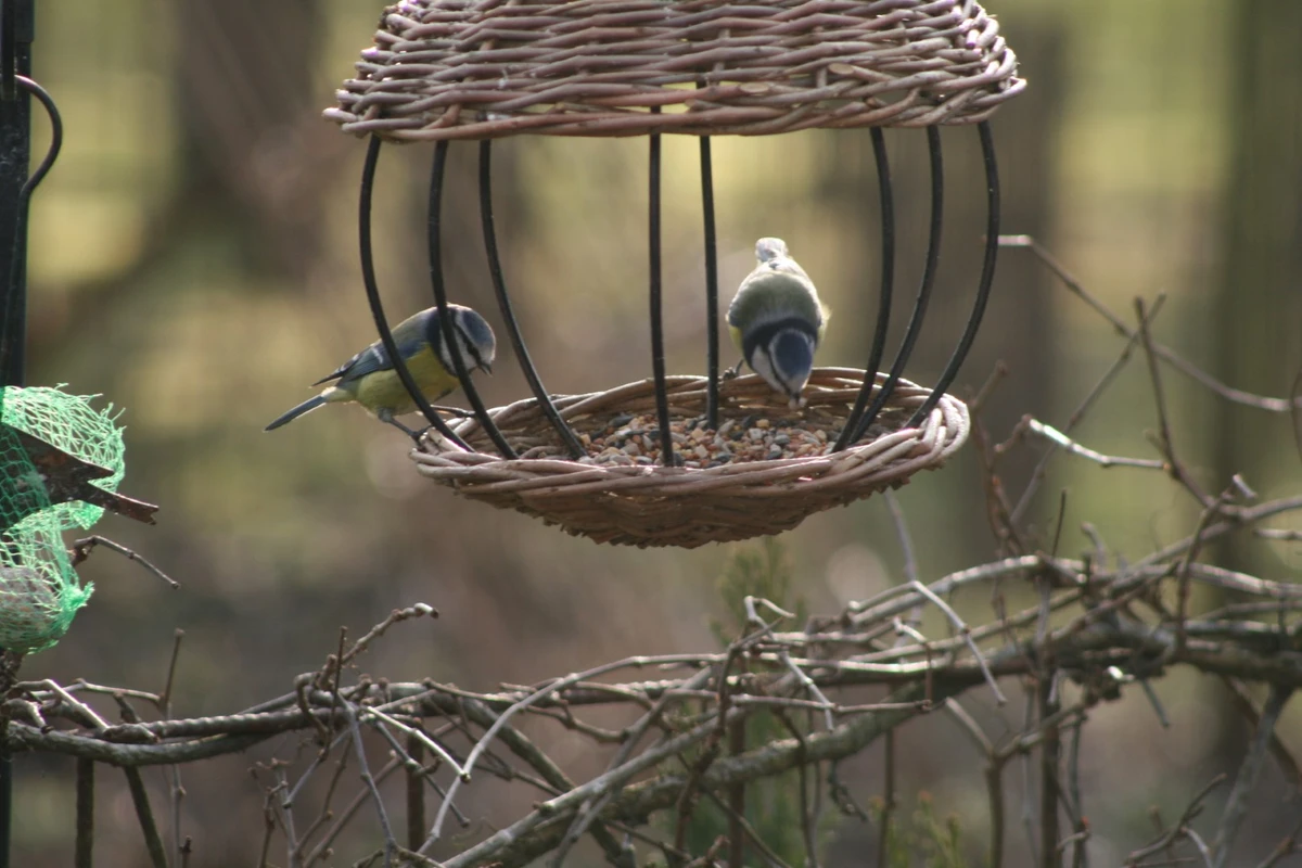 Blåmejser på foderbrættet i haven