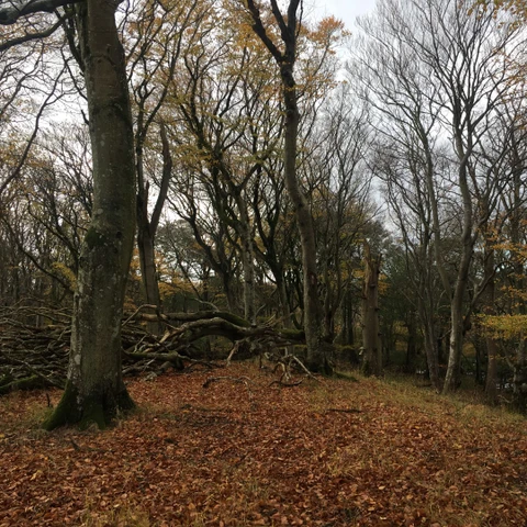 Skov med bakket terræn