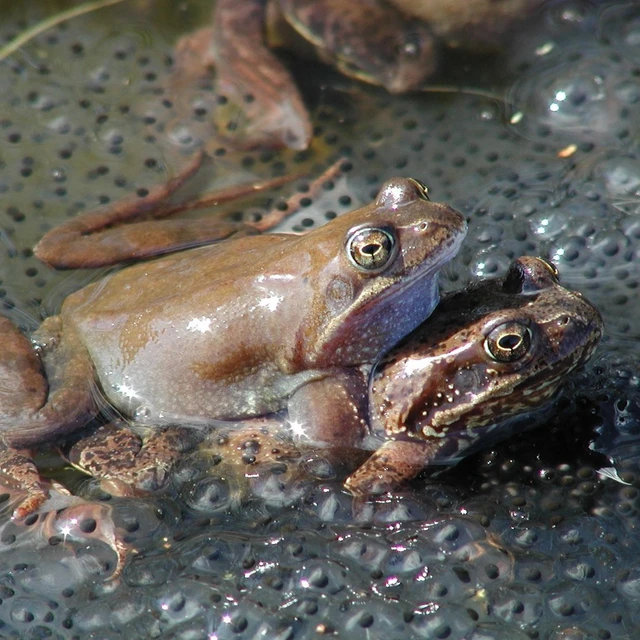 Intim stund mellem to frøer