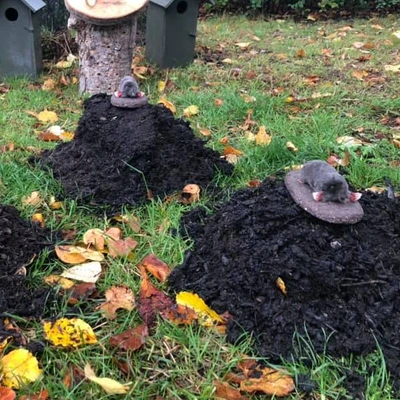 Muldvarpeskud og udstoppede muldvarper