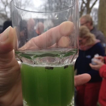 Billede af myrer i en grøn smoothie