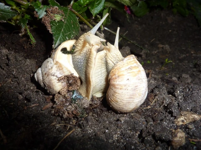 Billede af Vinbjergsnegle i parring