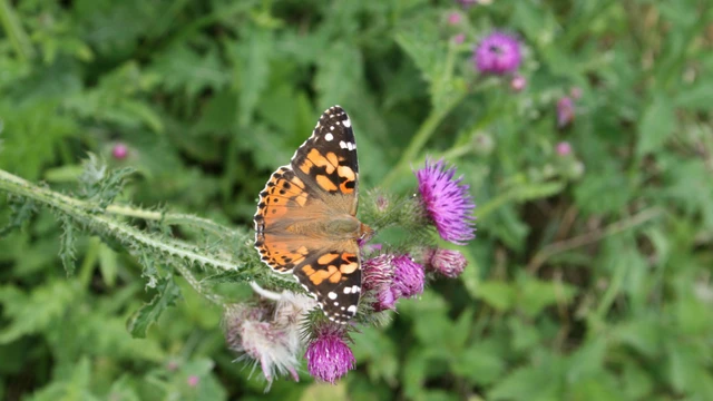 tidselsommerfugl