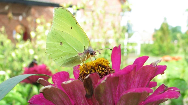Citronsommerfugl