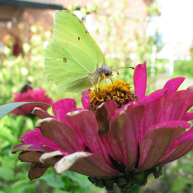 Citronsommerfugl