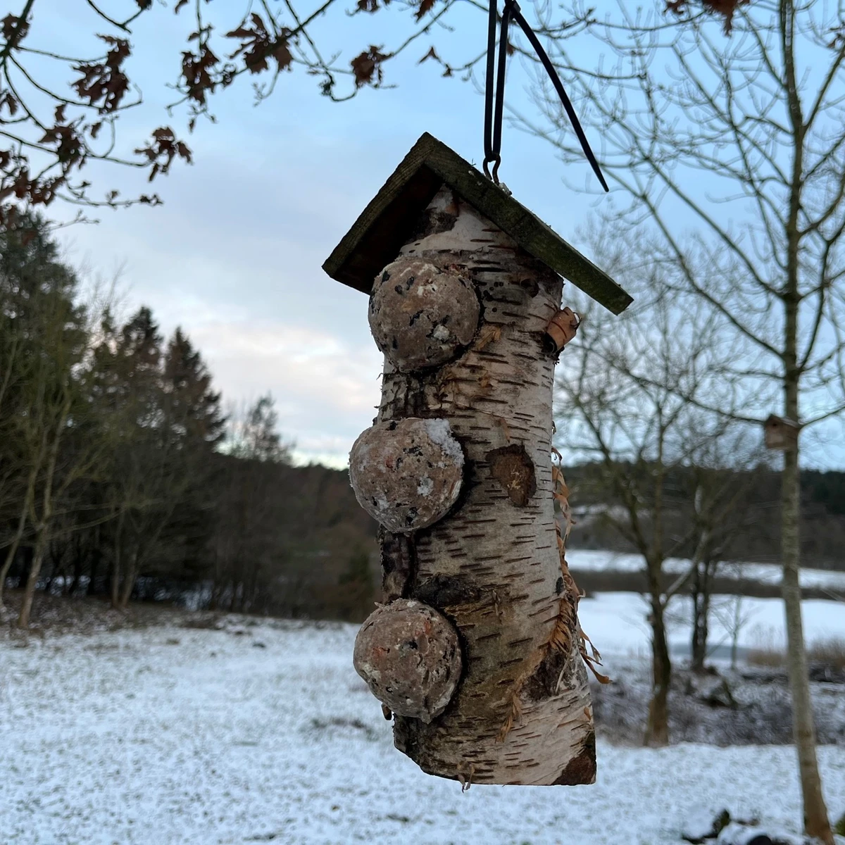 Tyk gren som fuglefoderholder