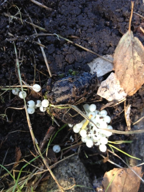 Billede af Vinbjergsnegl 