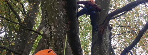 Billede af børn der klatre i træer