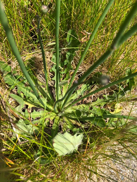 Billede af planten almindelig Kongepen