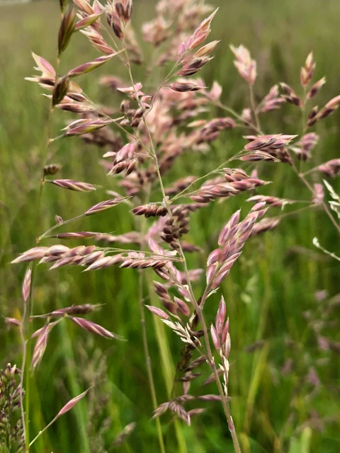 Billede af Fløjlsgræs