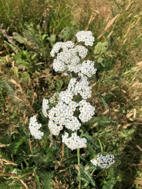 Billede af Almindelig Røllike