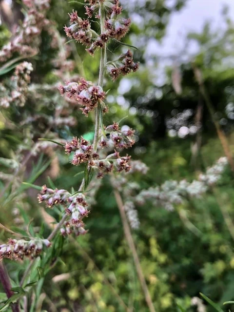 Billede af Grå-bynke