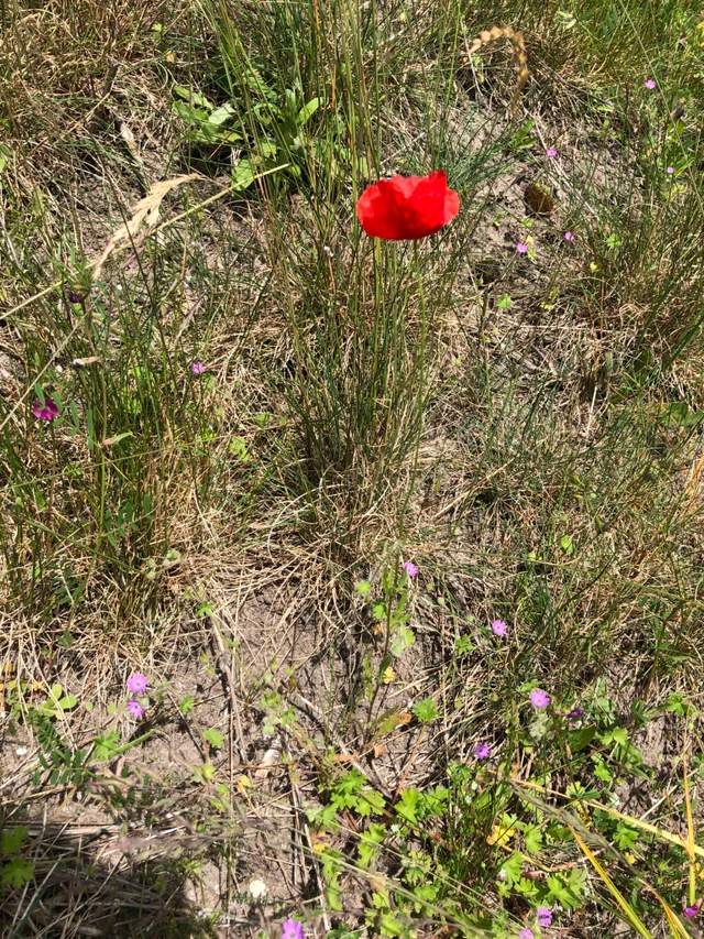 Billede af Korn-valmue