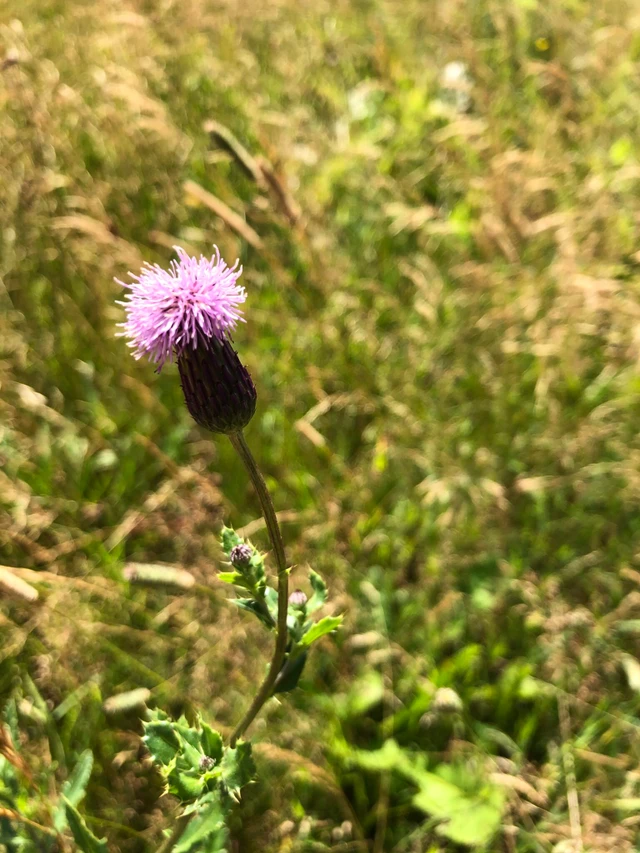 Billede af Ager-tidsel