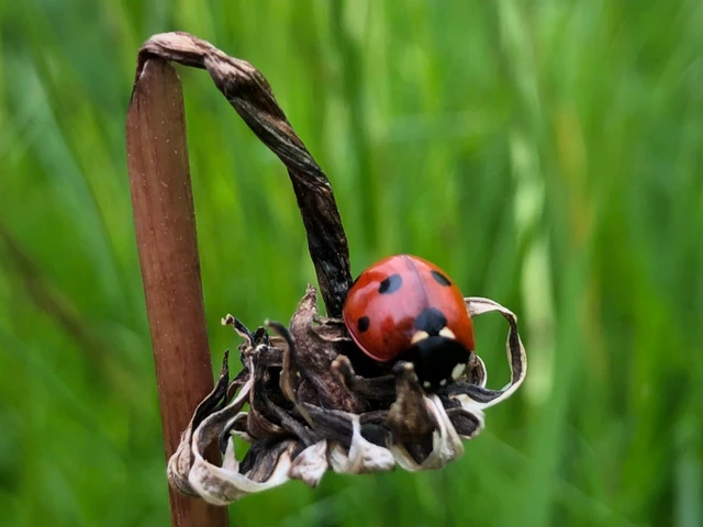 Billede af Syvplettet Mariehøne