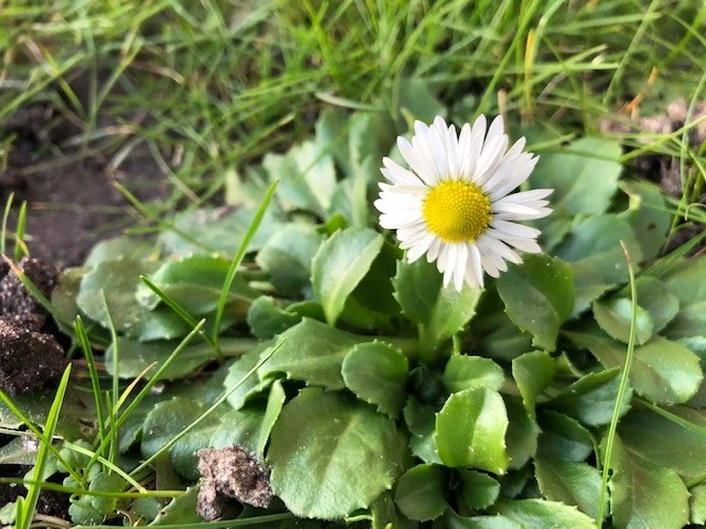 Billede af Tusindfryd