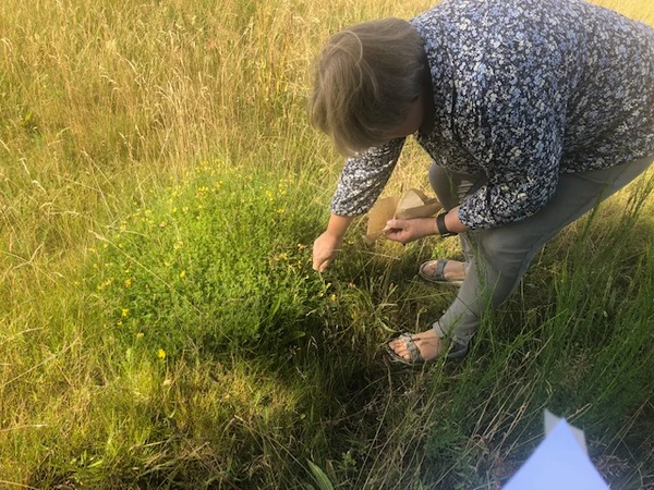 billede af frøindsamling