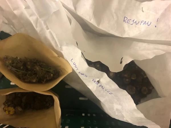 Billede af frø i kaffefiltre