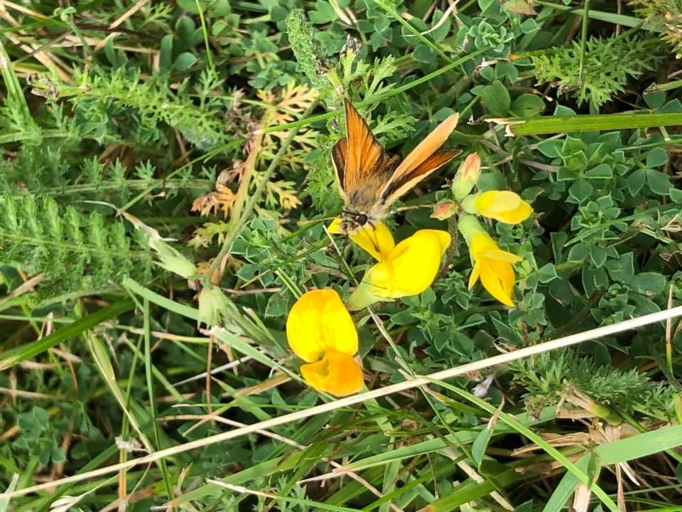 Billede af sommerfuglen Stregbredpande