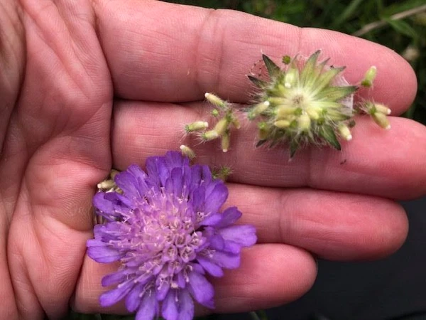 Billede af frø fra Blåhat