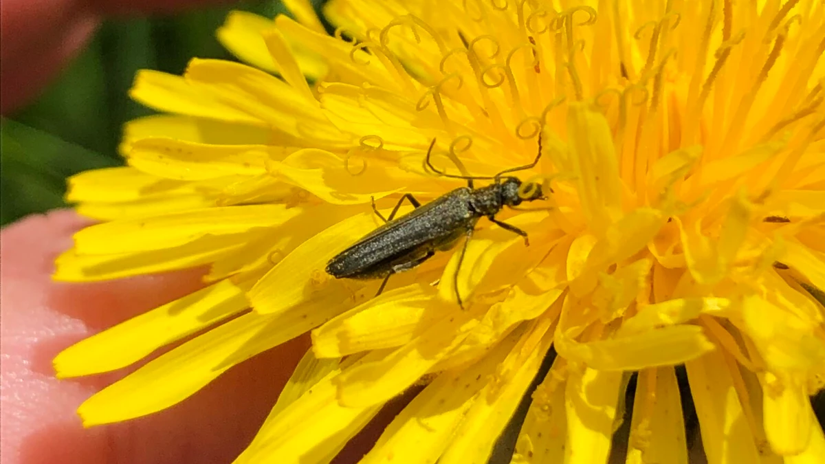 Billede af Solbille i Mælkebøtte