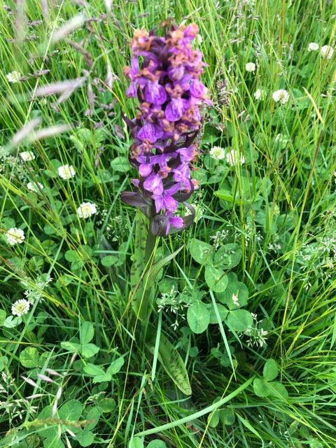 Billede af Gøgeurt i kløvermark