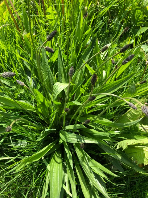 Billede af planten Lancet-vejbred