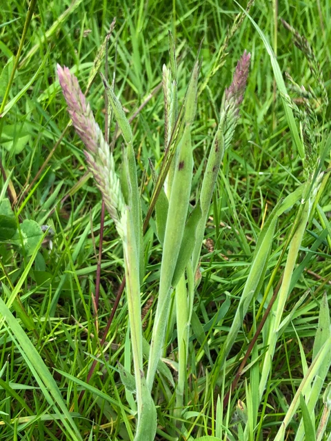 Billede af fløjlsgræs, der ikke er sprunget ud