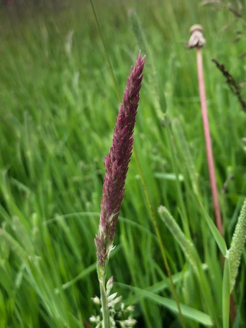 Billede af Fløjlsgræs, der ikke er sprunget ud