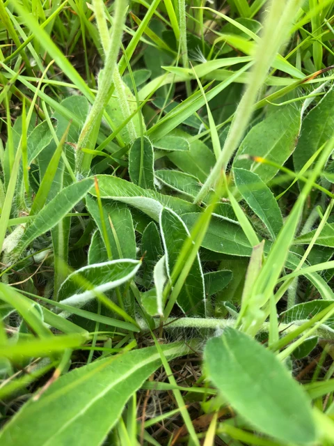 Billede af planten Håret høgeurt uden blomster
