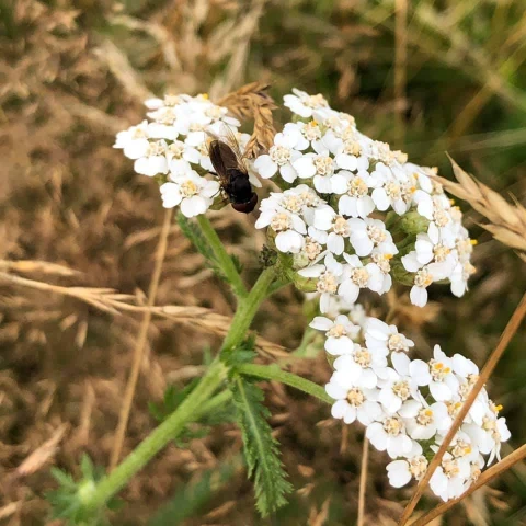 Billede af blomsten på Almindelig røllike