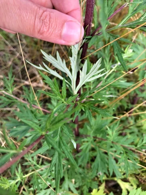 Billede af at bagsiden af bladene på Grå-bynke har den grå farve.