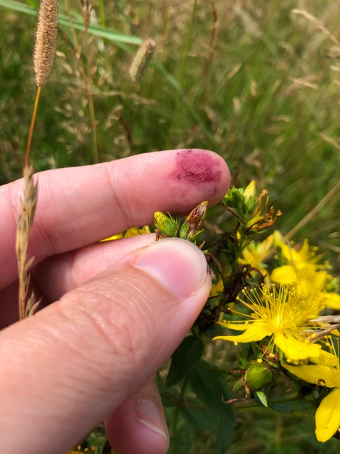 Billede hvor man ser en finger, der er farvet rød af en blomsterknop