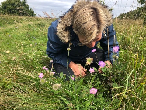Billede af naturvejleder Karin Winther, der dufter til Blåhat