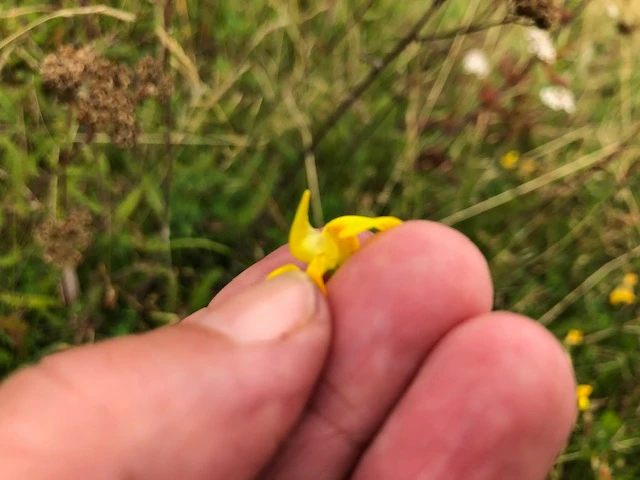 Billede hvor blomsten bliver åbnet, så man kan se hvordan frøene gemmes i blomsten